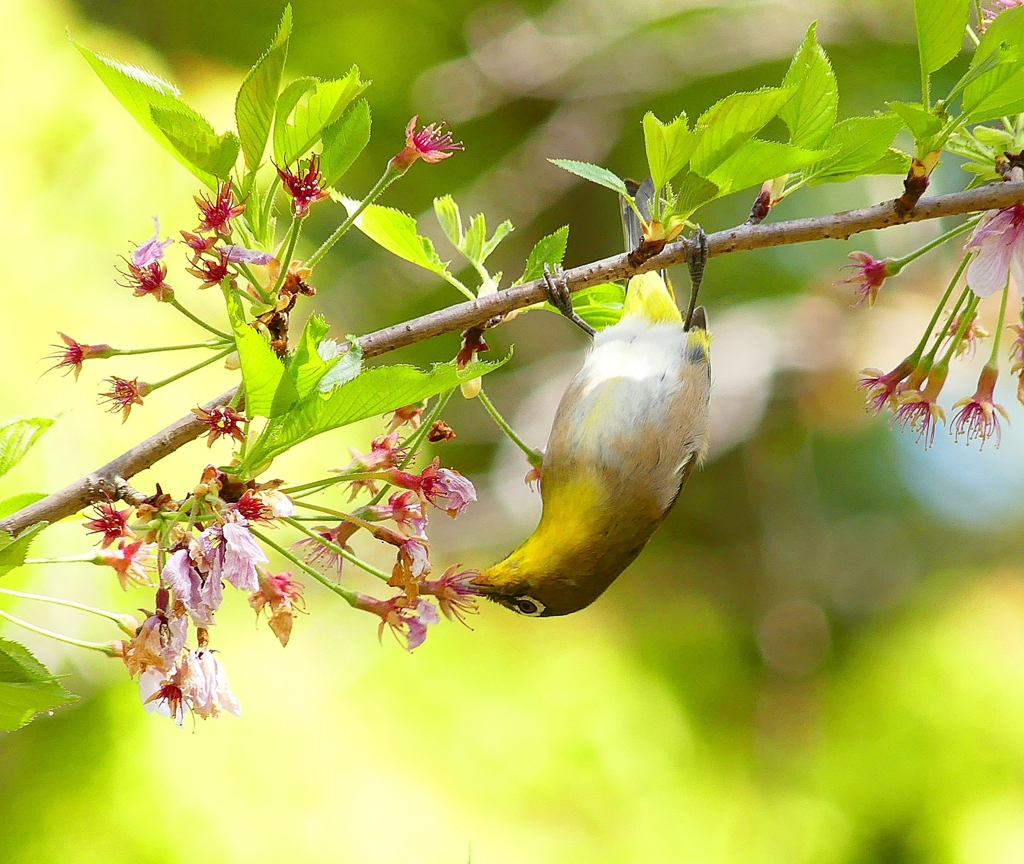 P4010240：メジロ_R