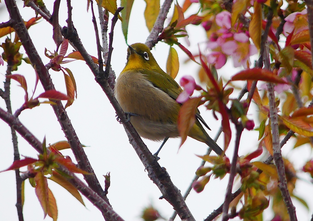 P1600011：桜メジロ_R