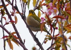 P1600011：桜メジロ_R