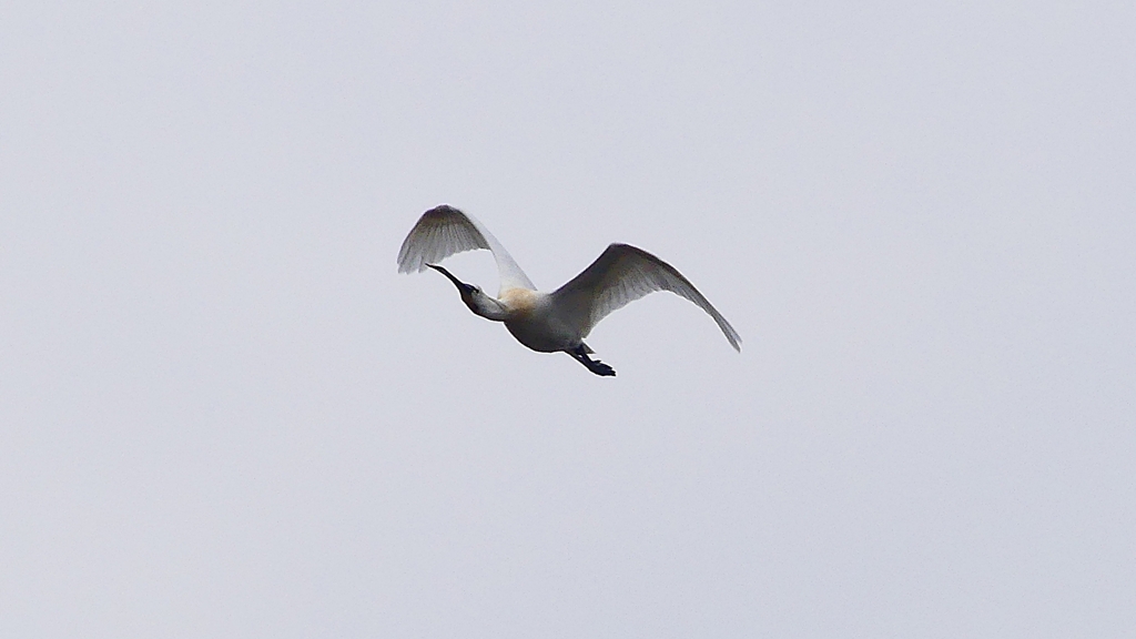 P1680240：飛ぶヘラサギ_R