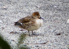 P1700735：トモエガモ_R