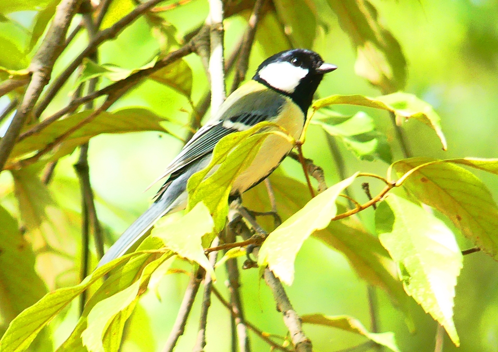 P1960771：シジュウカラ_R