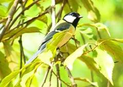 P1960771：シジュウカラ_R