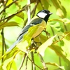 P1960771：シジュウカラ_R