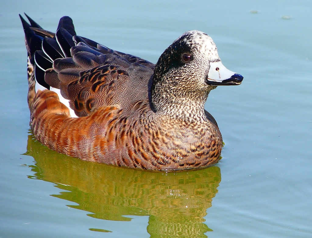 P4460217：アメリカヒドリ_R