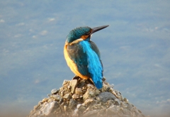 P1050328：カワセミ（オス）_R