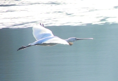 P4470164：ヘラサギ_R
