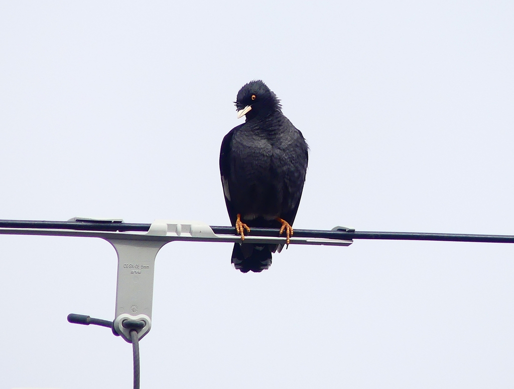 P3910349：ハッカチョウ_R