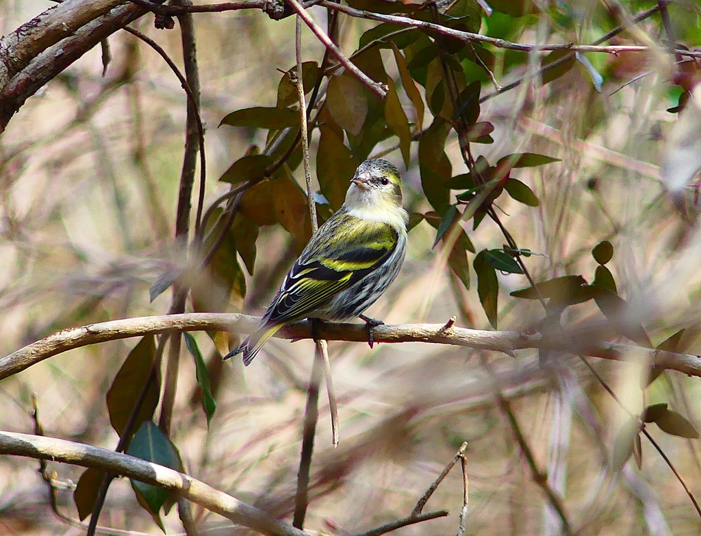 P4810347：マヒワ_R