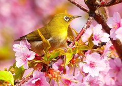 P1890545：河津桜にメジロ_R