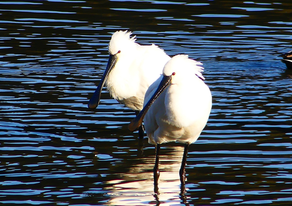 P1680871：ヘラサギ_R