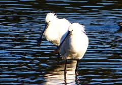 P1680871：ヘラサギ_R