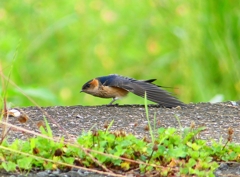 P1030606：コシアカツバメ（幼鳥）_R