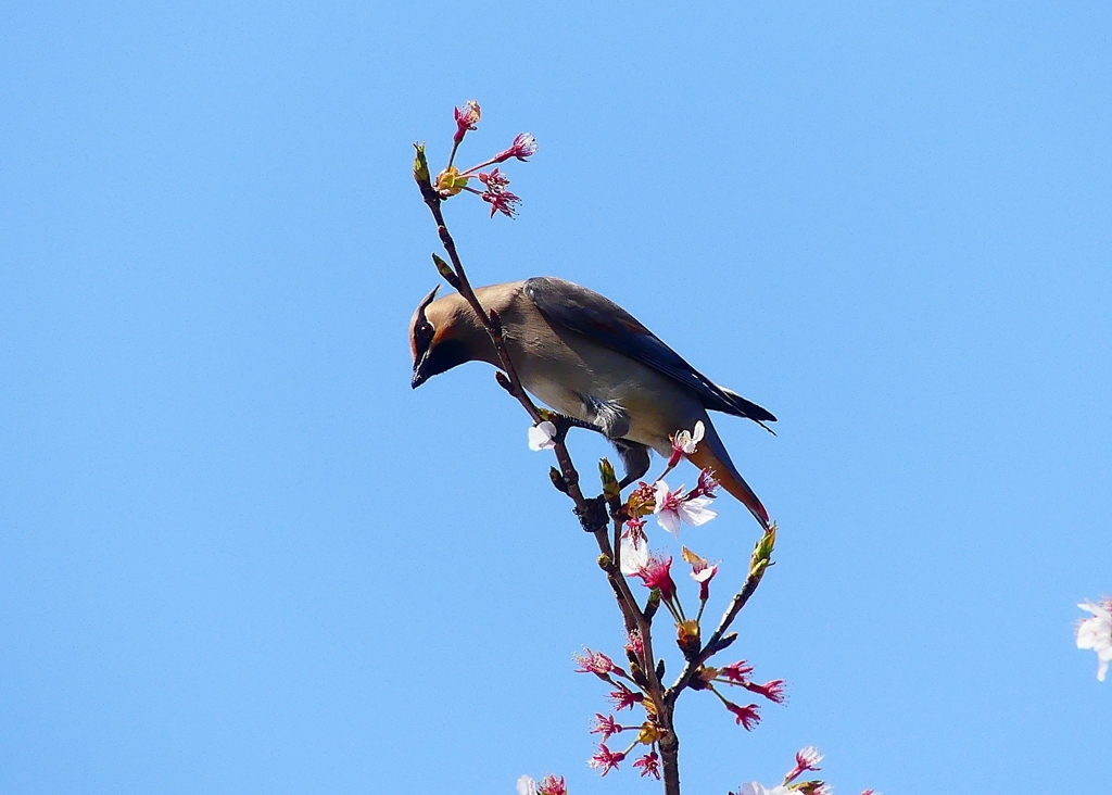P3990540：桜にヒレンジャク_R