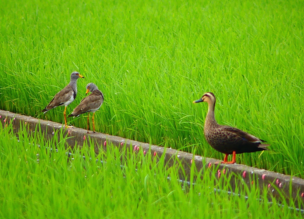 P1060299：カルガモ、ケリ_R