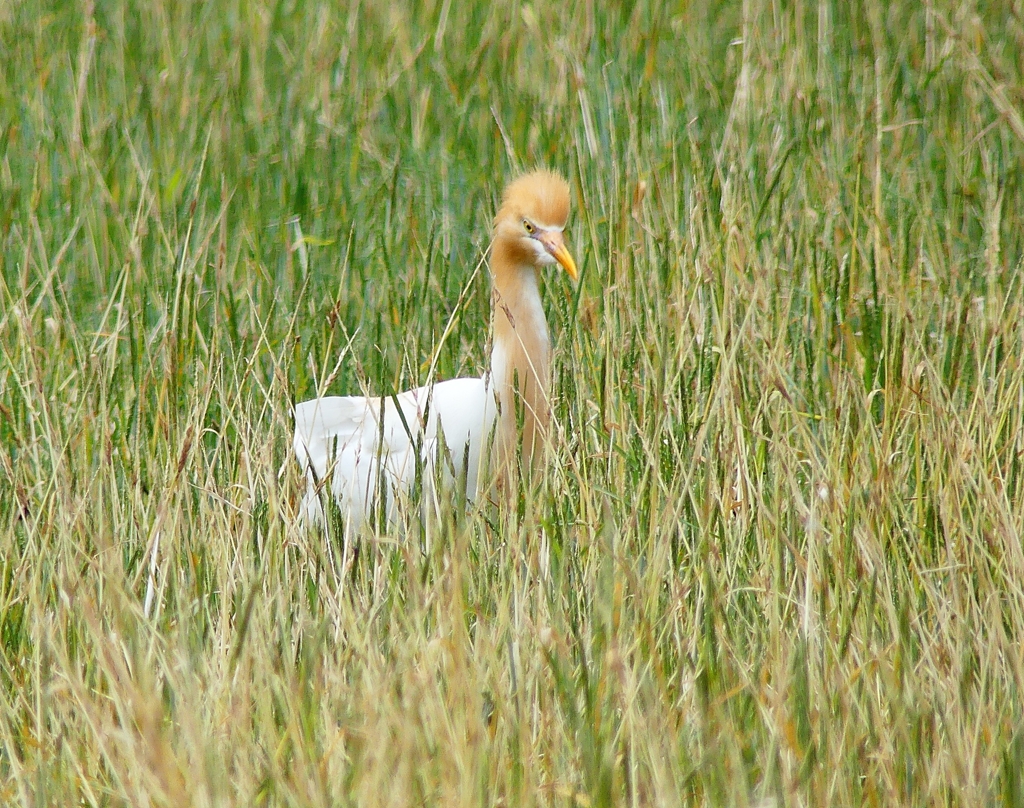 P1010578：アマサギ_R