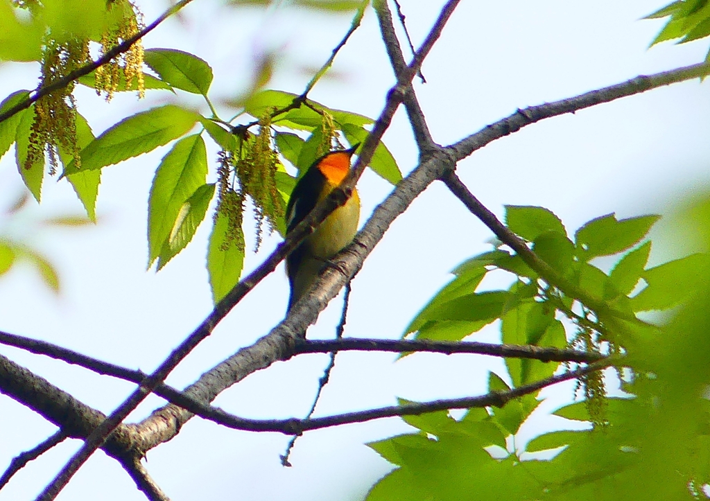 P1940516：キビタキ（オス）_R