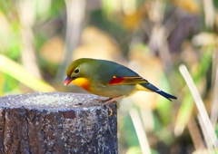 P1620449：ソウシチョウ_R