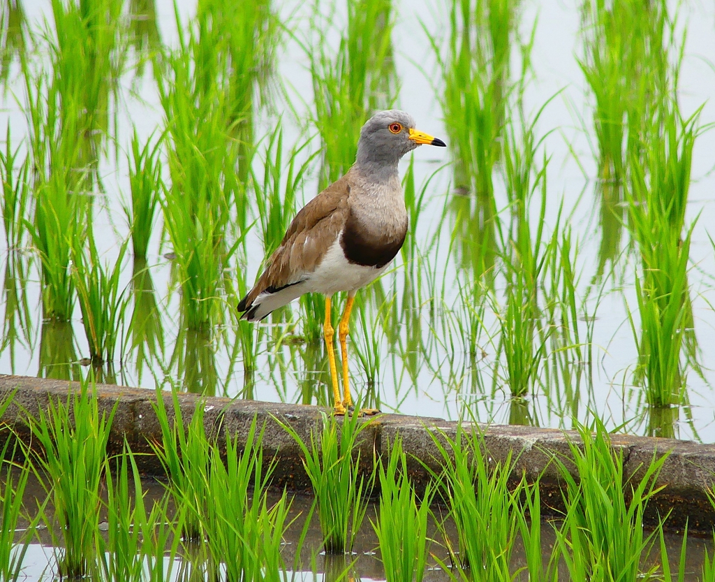 P4200046：ケリ_R