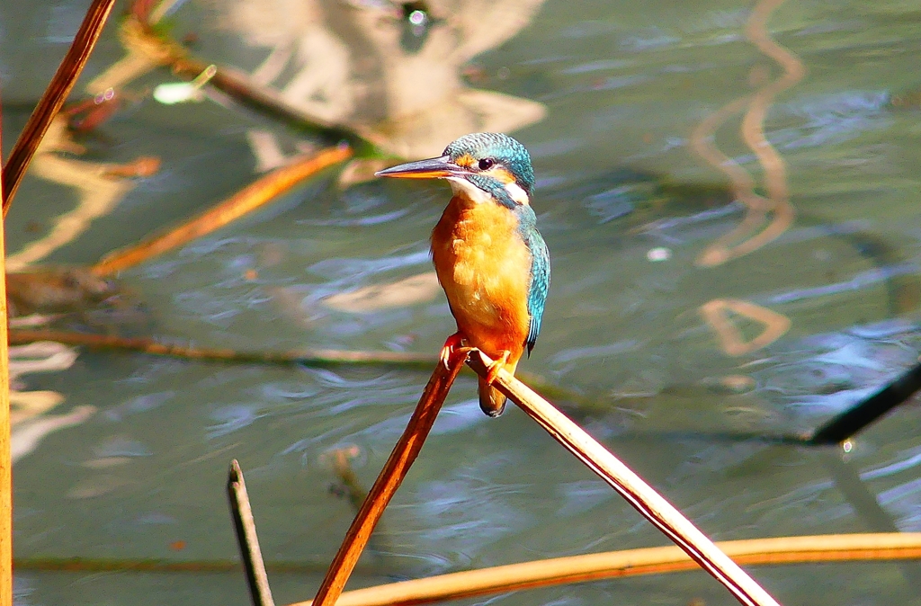 P4460397：カワセミ_R