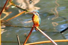 P4460397：カワセミ_R