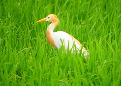 P1060023：アマサギ_R