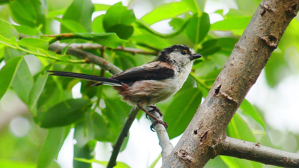 P4070040：エナガ_R
