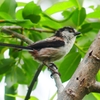 P4070040：エナガ_R