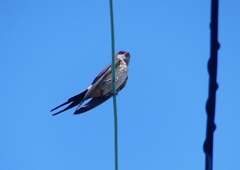 P1180610：コシアカツバメ_R