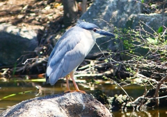 P2020276：ゴイサギ_R