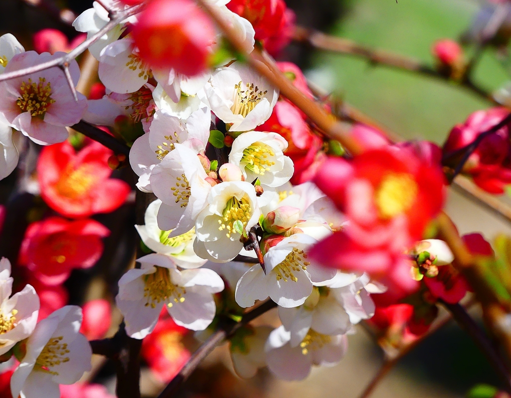 P3930099：ボケの花_R