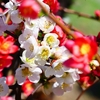 P3930099：ボケの花_R