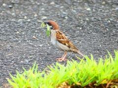 P1080515：スズメ_R
