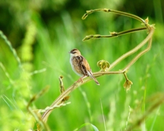 P4180390：セッカ_R