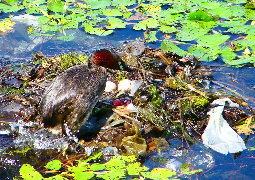 P1110403：カイツブリ_R