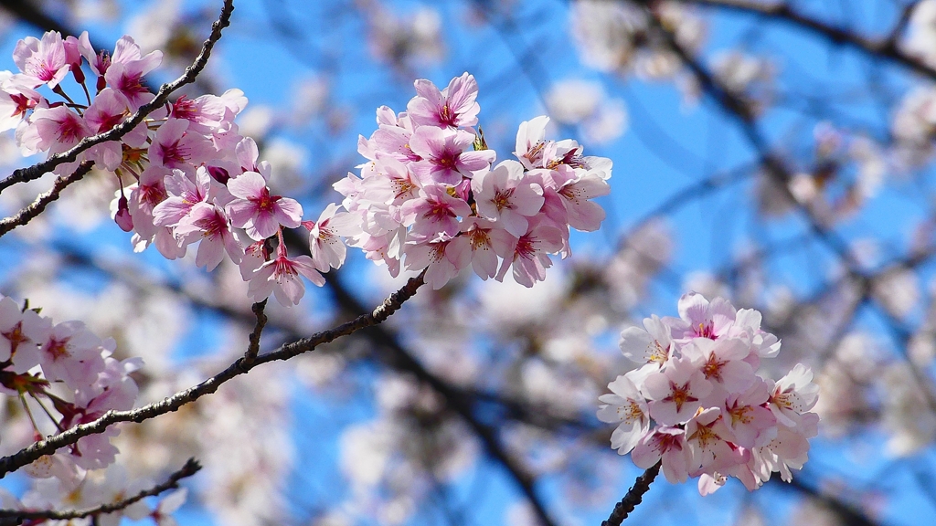P1900222：桜（源平咲き？）_R