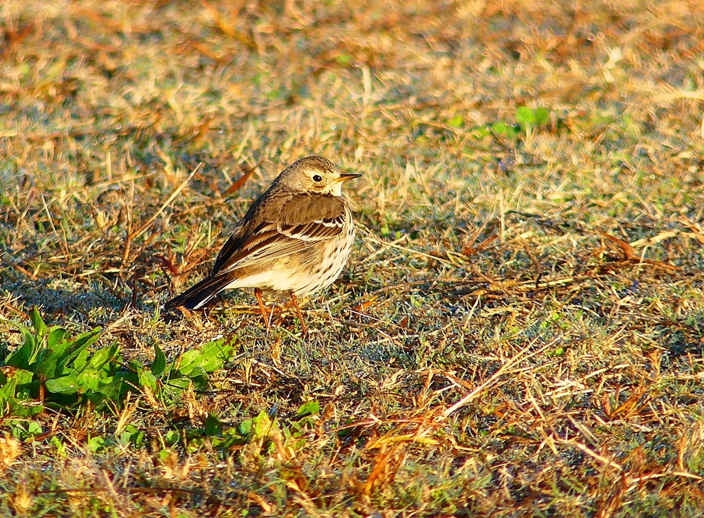 P4500124：タヒバリ_R