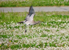 P4100785：飛ぶチュウシャクシギ_R