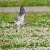 P4100785：飛ぶチュウシャクシギ_R