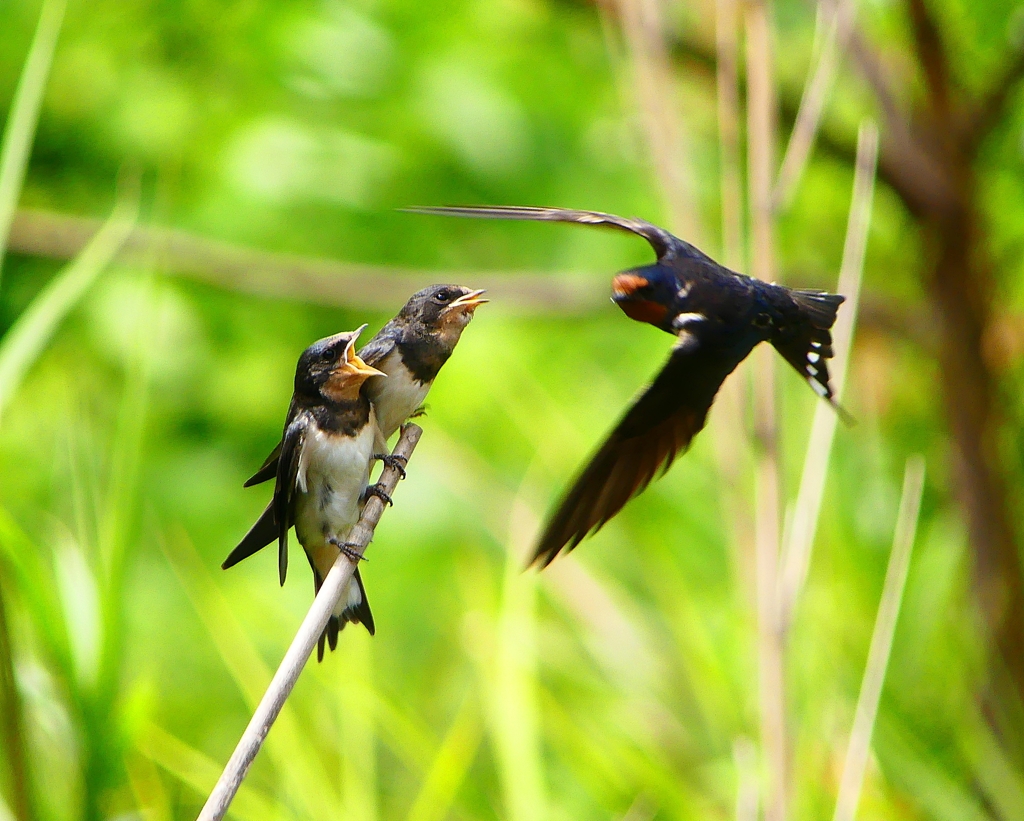 P1010310：ツバメ（幼鳥）_R
