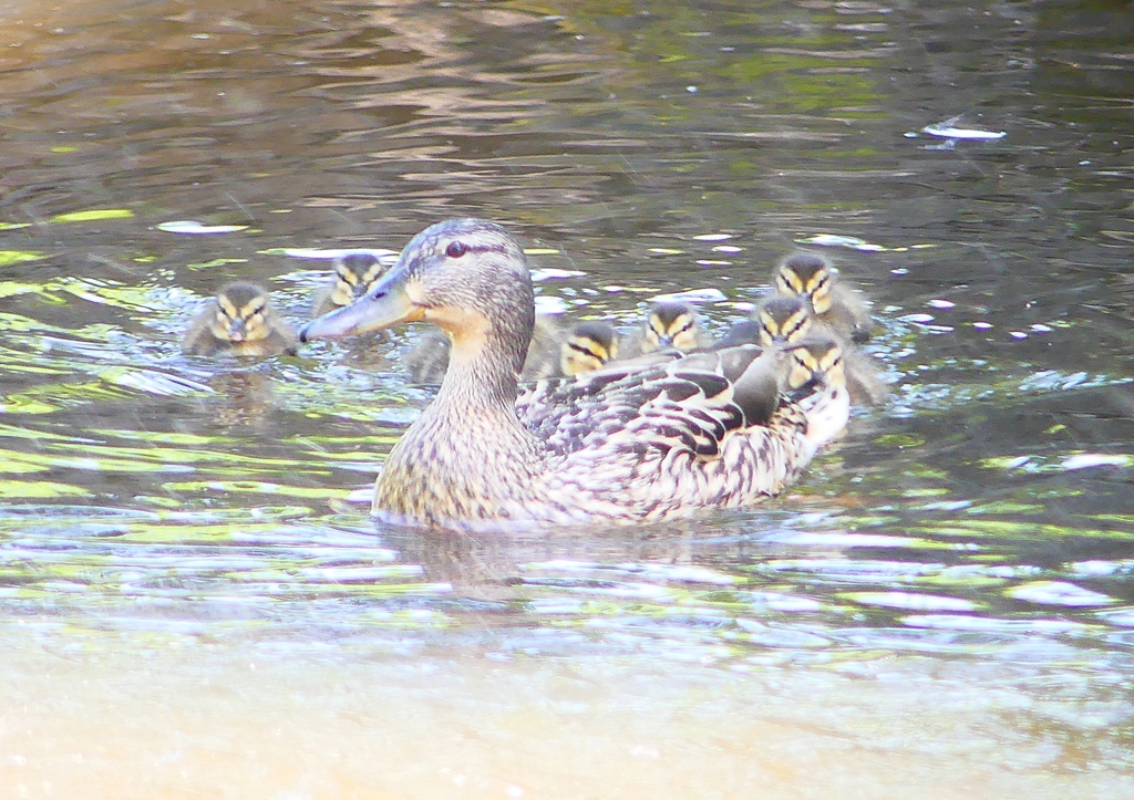 P2020396：マガモ親子_R
