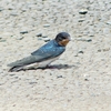 P1010051：ツバメ（幼鳥）_R