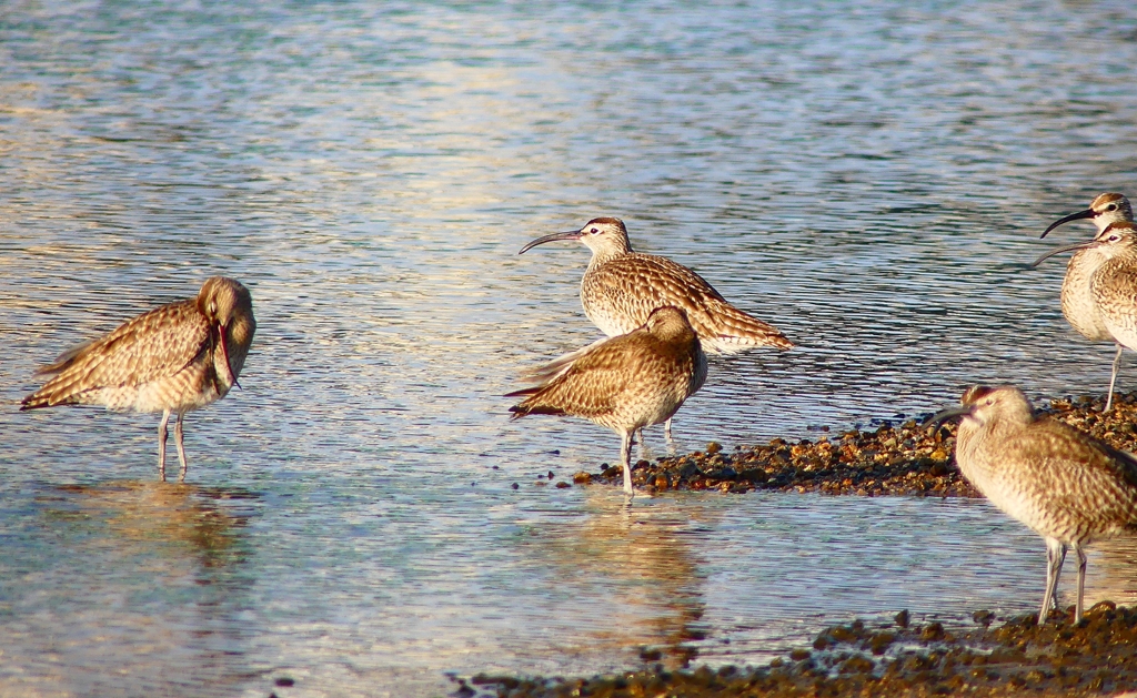 P4950488：チュウシャクシギ_R