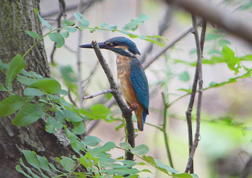 P1260751：カワセミ_R