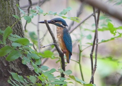 P1260751：カワセミ_R