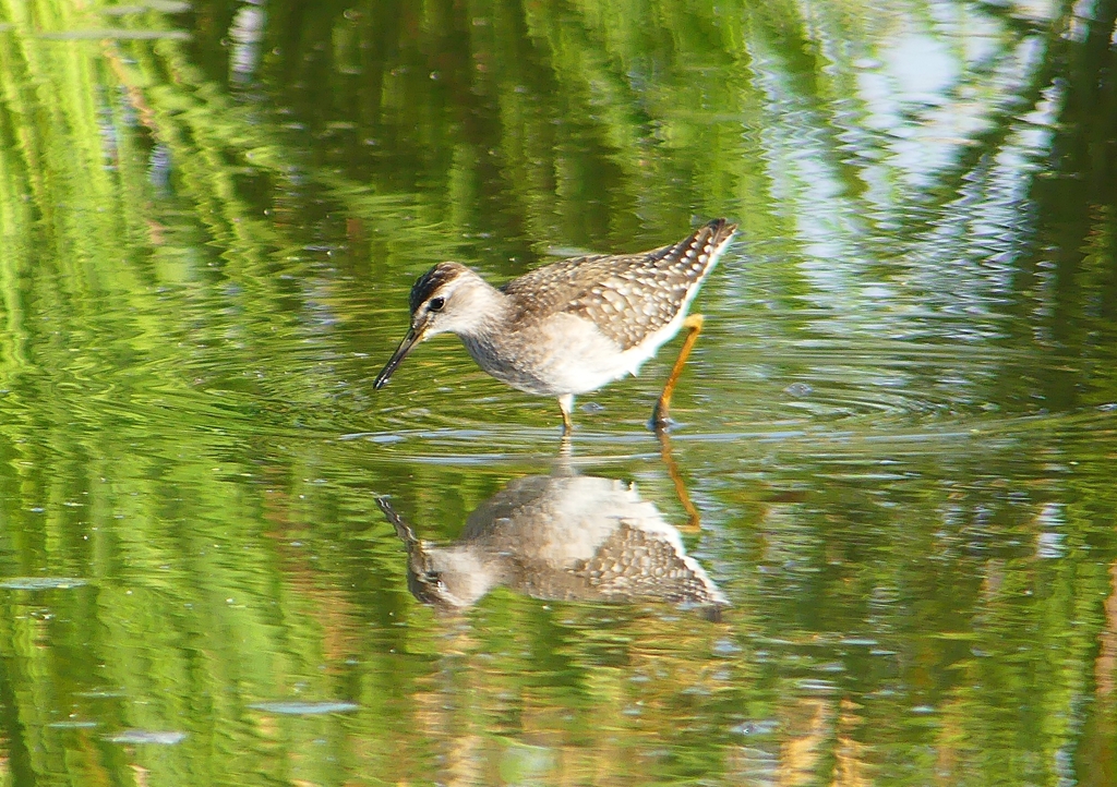P1250468：タカブシギ_R