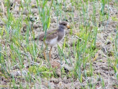 P5000074：ケリ（幼鳥）_R