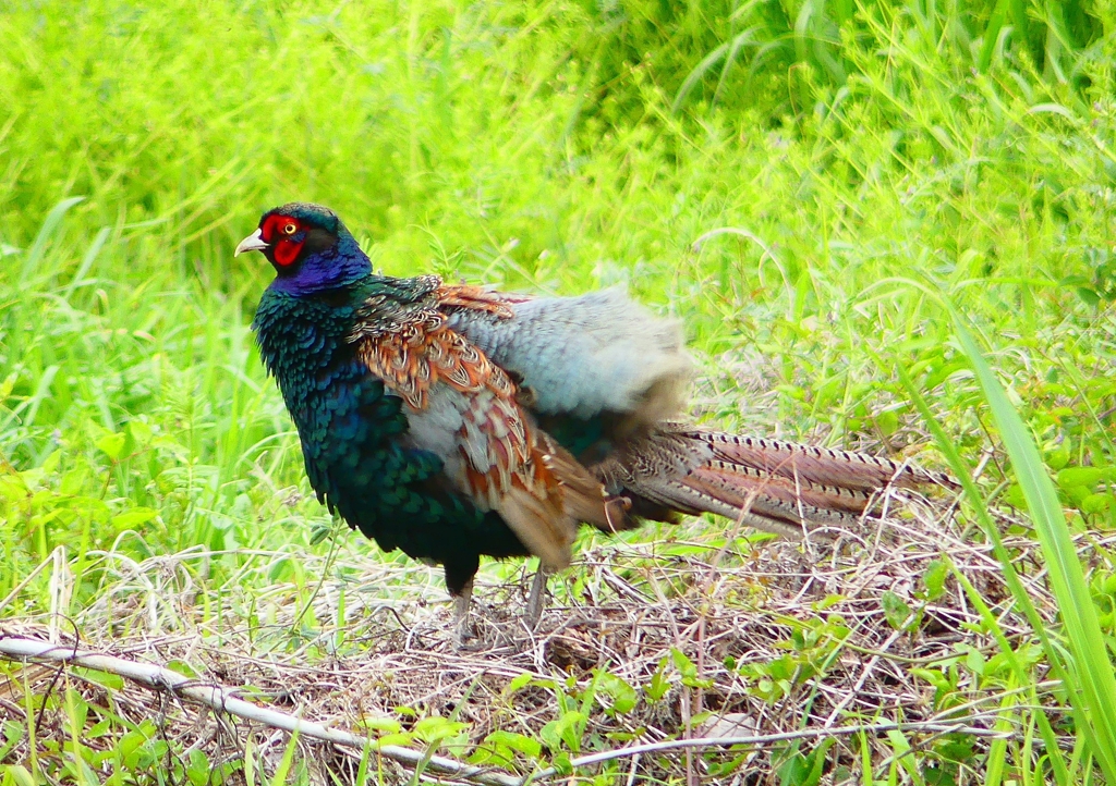 P1970509：キジ（オス）_R