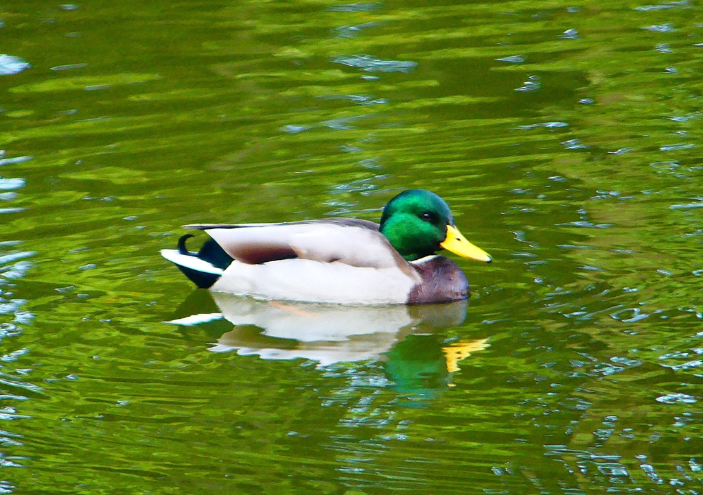 P1360312：マガモ（オス）_R