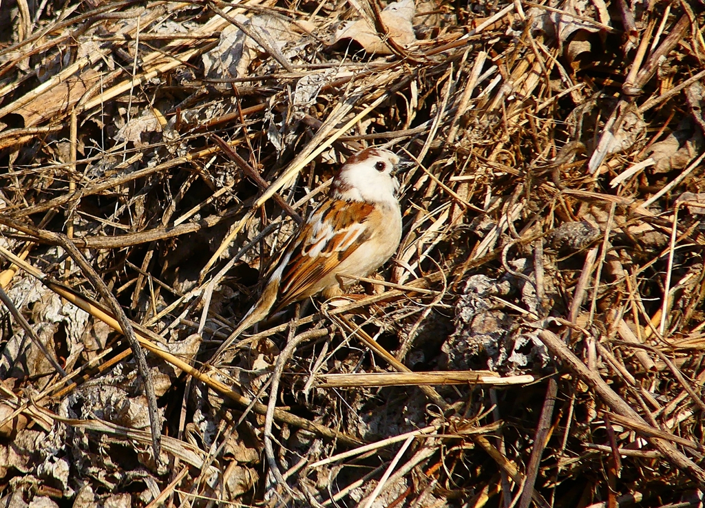 P4660768：白いスズメ_R
